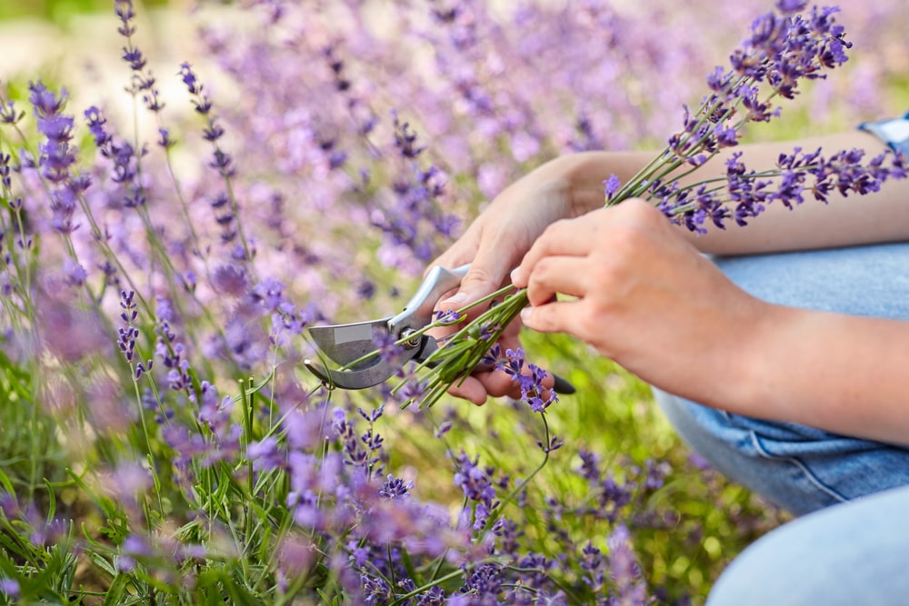 A woman taking cuttings from a lavender plant