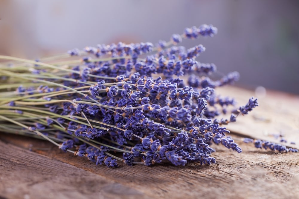 A bunch of cut lavender on a rustic wooden table. 