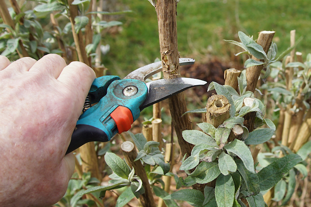 Pruning a butterfly bush with handheld shears. 