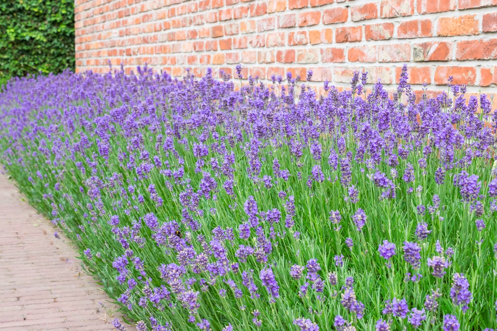 An entire flowerbed filled with lavender