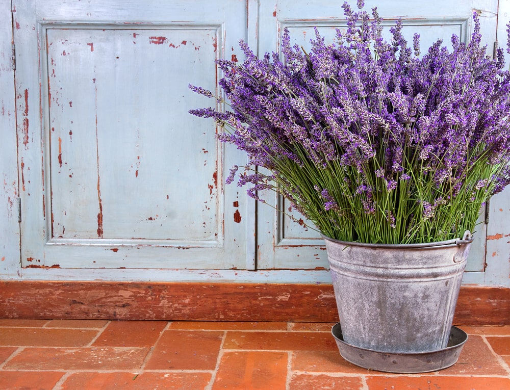 A large bunch of lavender sitting in a metal bucket