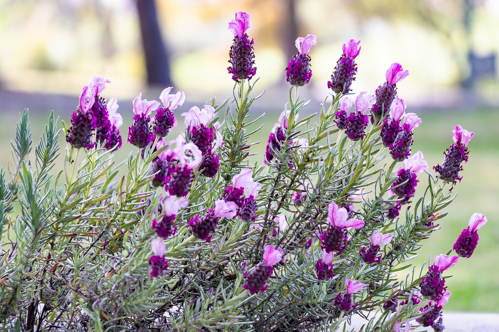 Beautiful French lavender bush