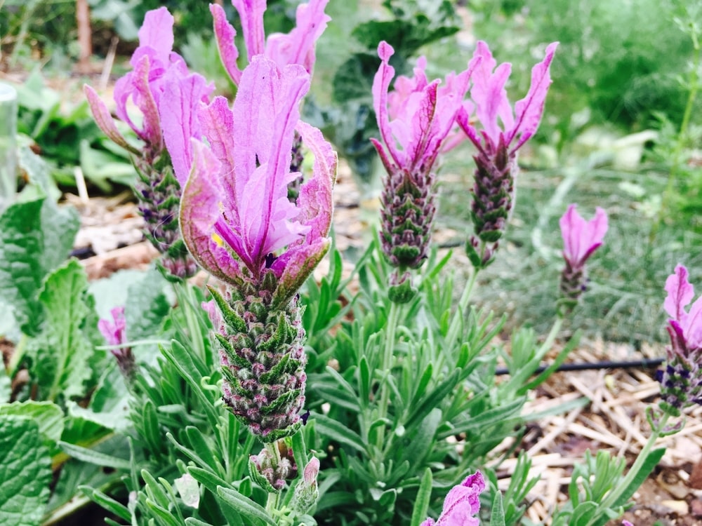 Long-petaled Portuguese lavender bush