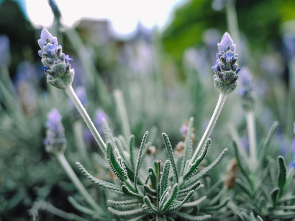 Woolly lavender flowers growing on the plant