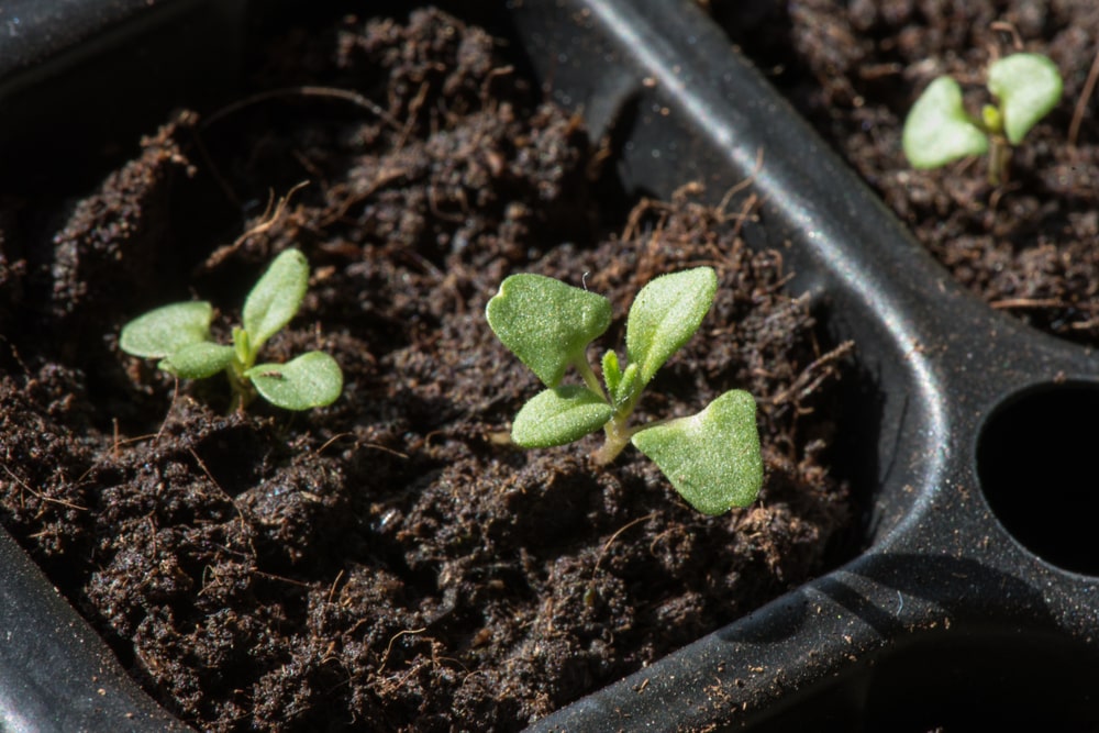 Lavender seedlings in a seed pod