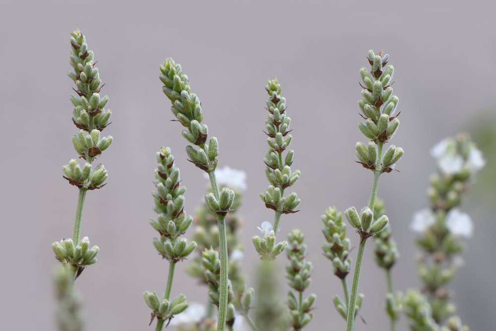 Green buds before lavender bursts into bloom