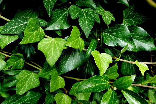 Close up of ivy