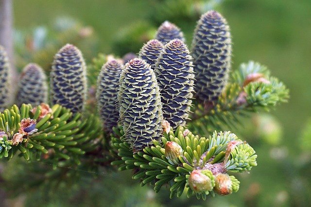 Korean fir pine cones close up