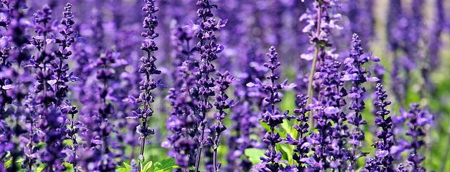 A bush of lavender