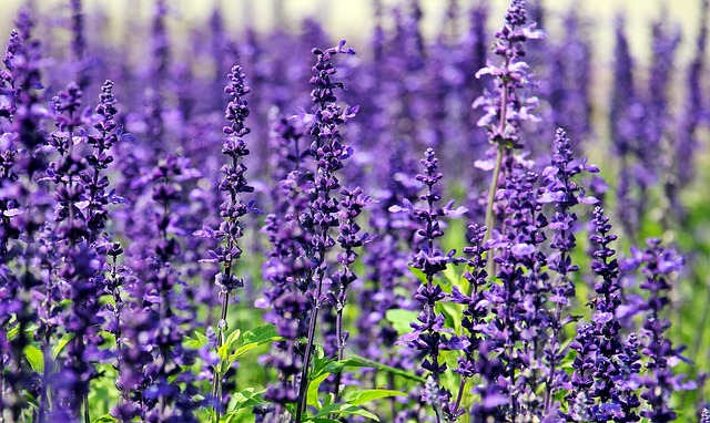 Lavender in a field
