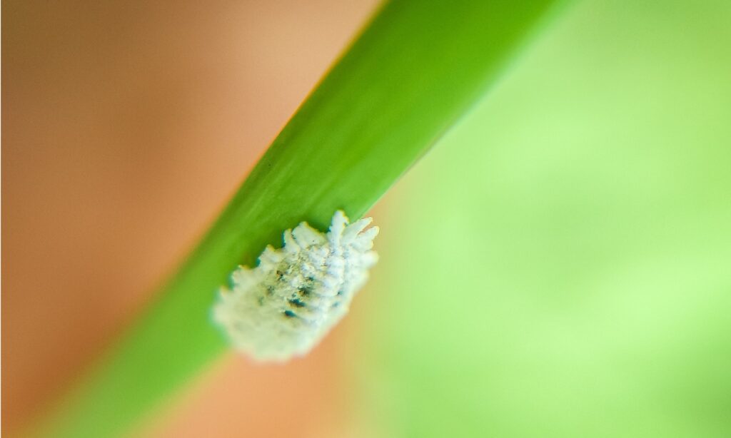 A mealybug on a green stem