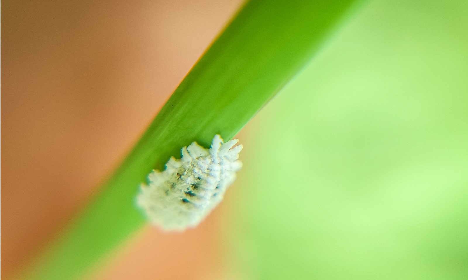 Scale Insect Yellow Color How to prevent and control scale insects | MOOWY