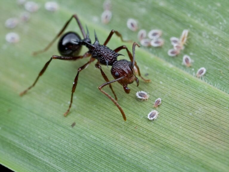 A single ant protecting a small colony of mealybugs on a leaf.