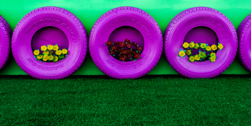 A row of purple painted tyres with plants growing inside. 