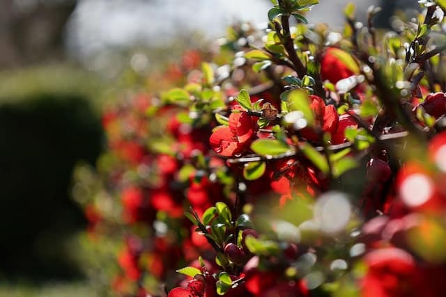 A gorgeous flower hedge