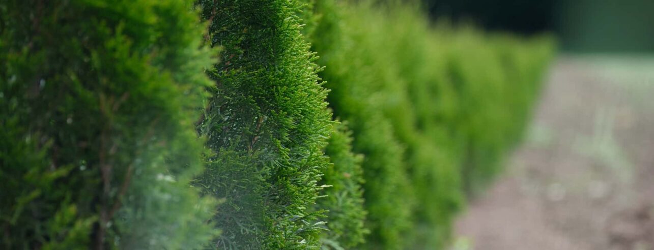 A row of conifer hedges