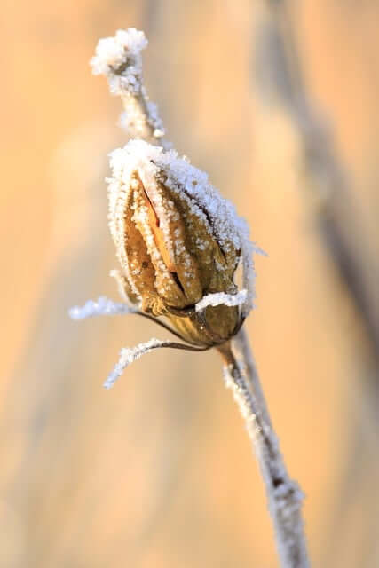 A hibiscus bud covered in frost