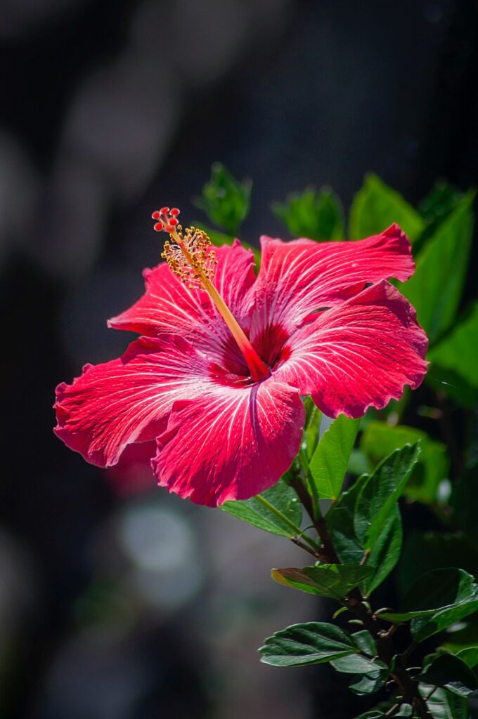 Close up of a beautiful scarlet hibiscus flower