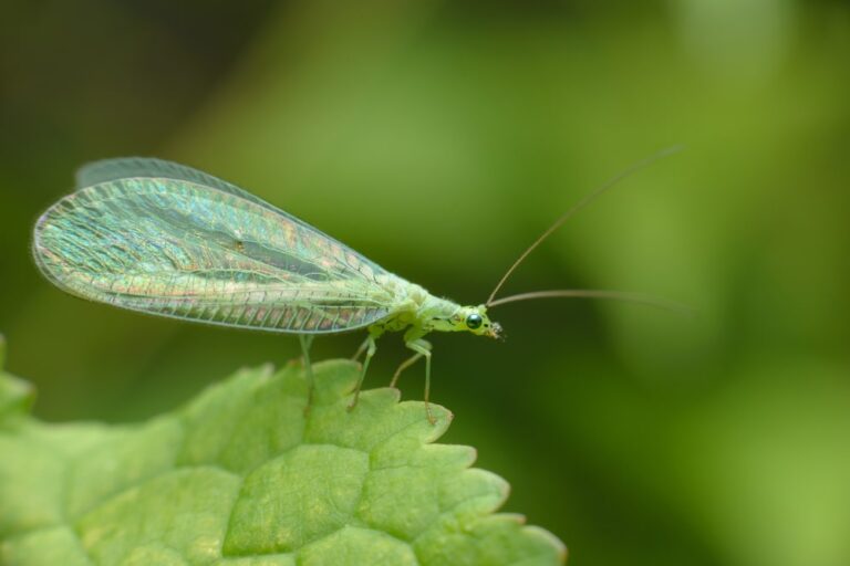 A lacefly sitting on a leaf. 