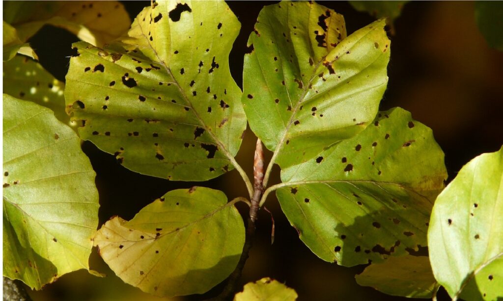 Plant leaves damaged by scale insects. 