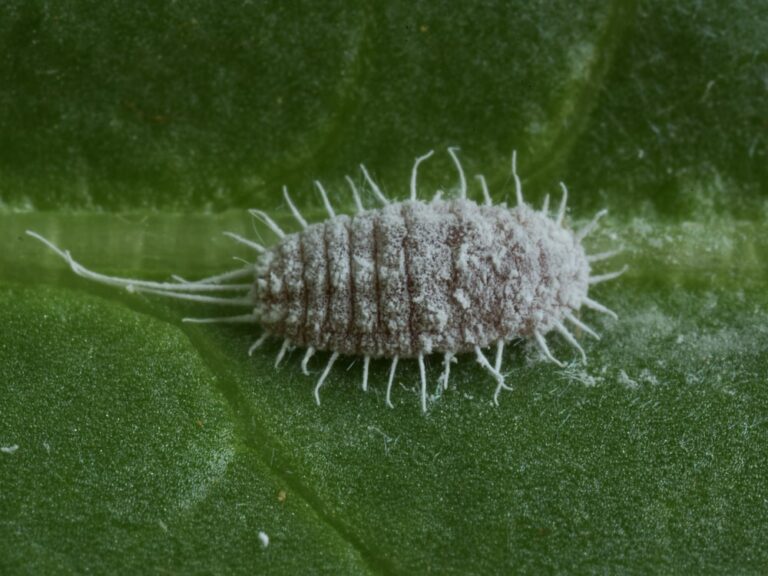 A single mealybug sitting on a leaf