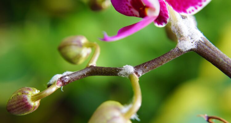 Mealybug on an orchid