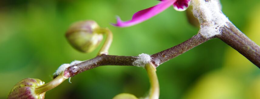 Mealybug on an orchid