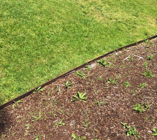 A galvanised steel lawn edger