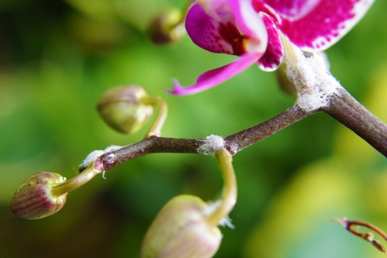 An orchid with the start of a mealybug infestation.