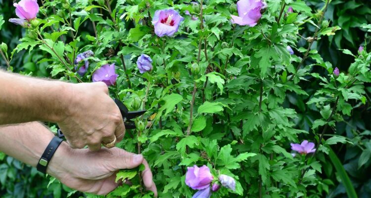 A person pruning a hibiscus bush