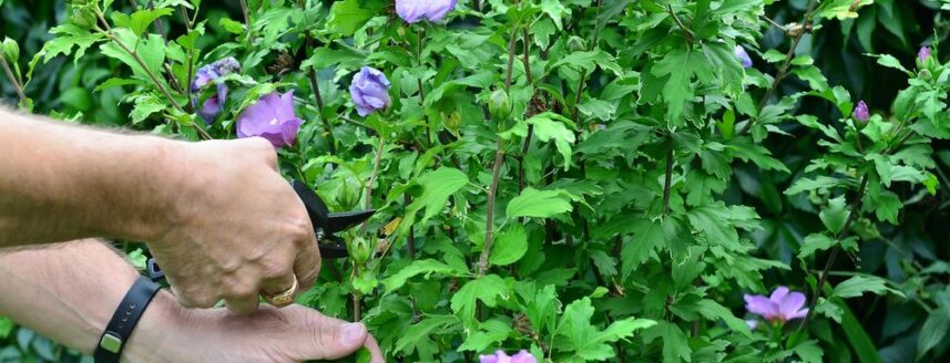 A person pruning a hibiscus bush