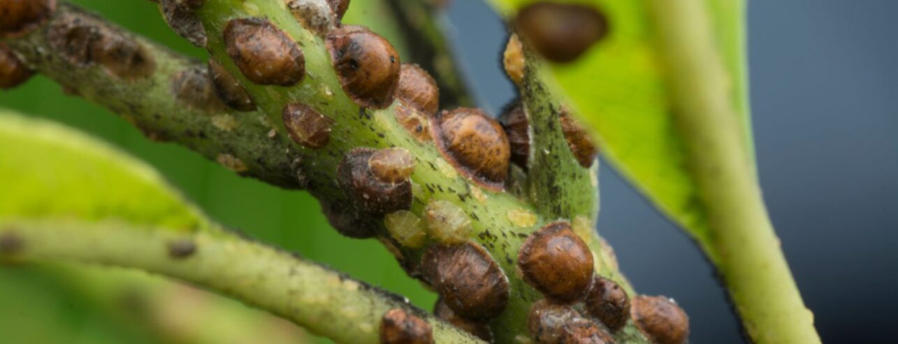 Scale insects clustered on a plant