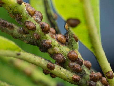 Scale insects clustered on a plant