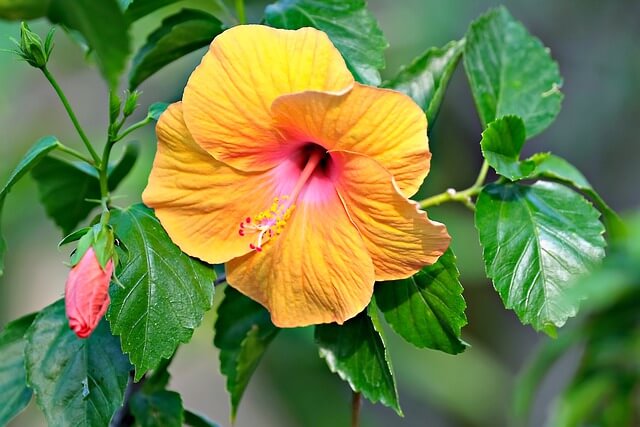 A lovely yellow hibiscus flower on the bush