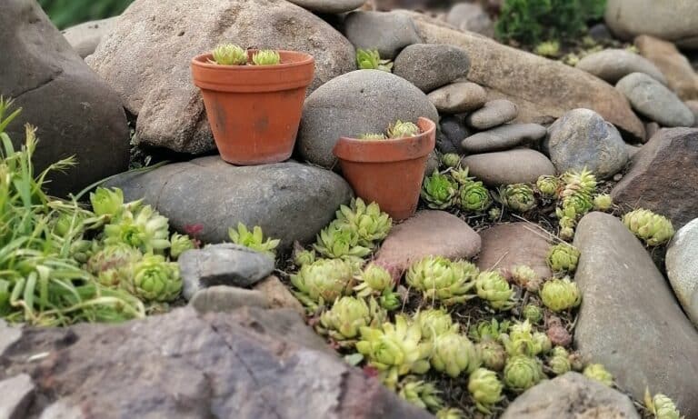 Succulents in a rockery