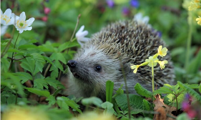 A hedgehog nestled in a wildflower garden. 