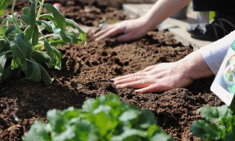 A person pressing down crumbly earth with their hands.