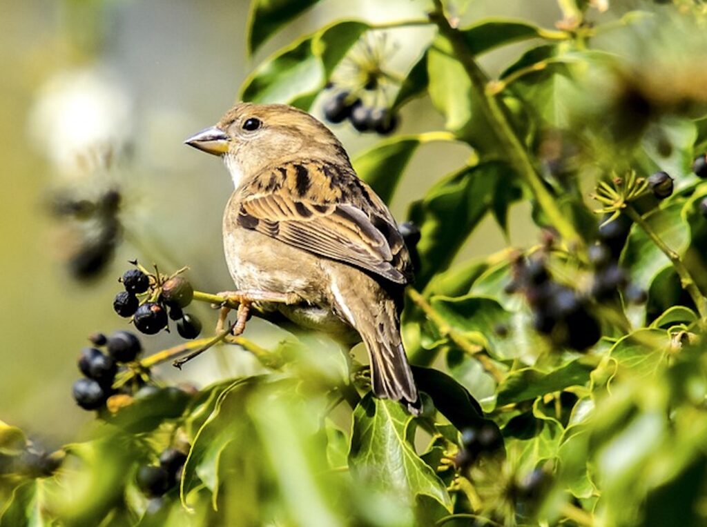 A bird sitting in a berry bush