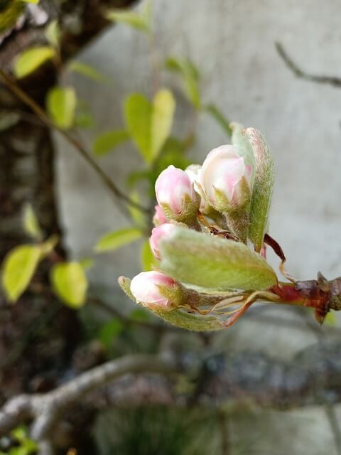 Apple buds bursting into blossom