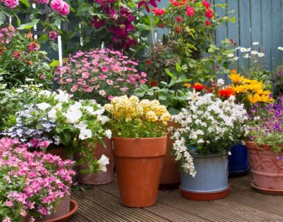 Beautiful plants in containers on a patio