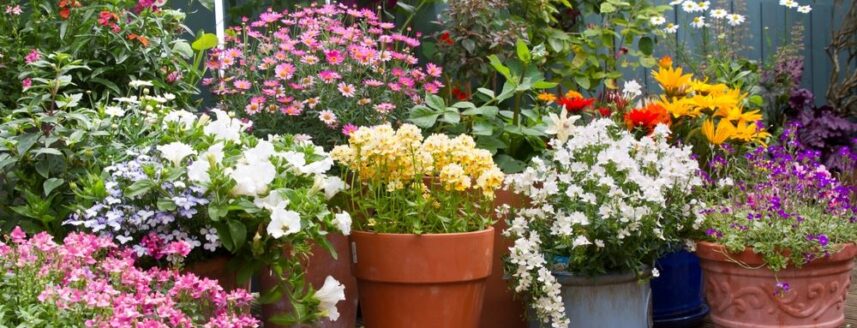 Beautiful plants in containers on a patio