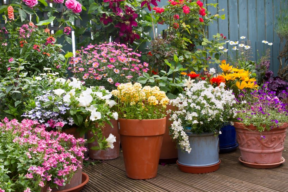 Beautiful plants in containers on a patio