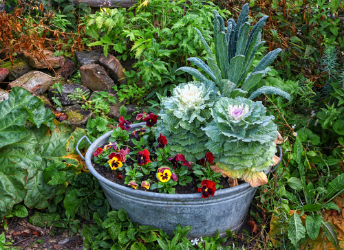 A metal containiner with lots of flowers sitting in a flower bed