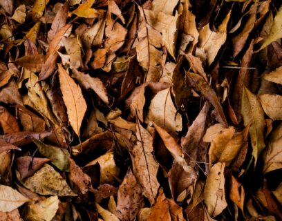 Fallen leaves on a forest floor
