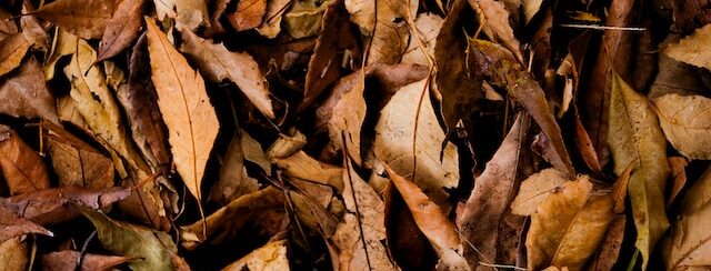 Fallen leaves on a forest floor