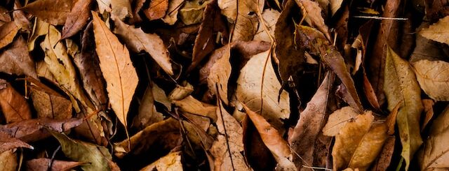 Fallen leaves on a forest floor