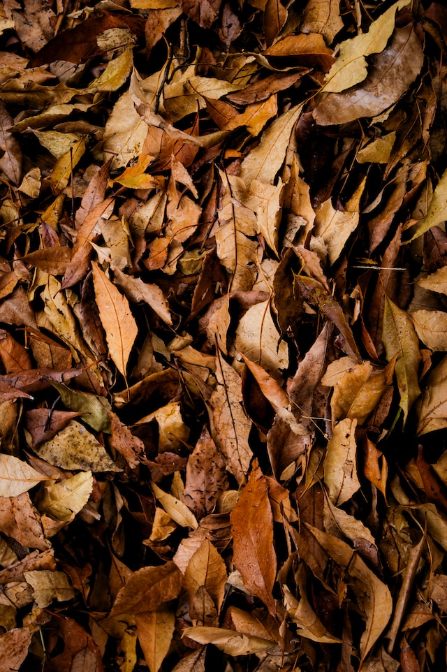 Fallen leaves on the ground