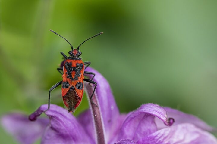 Firebugs in the Garden: What now?! | MOOWY