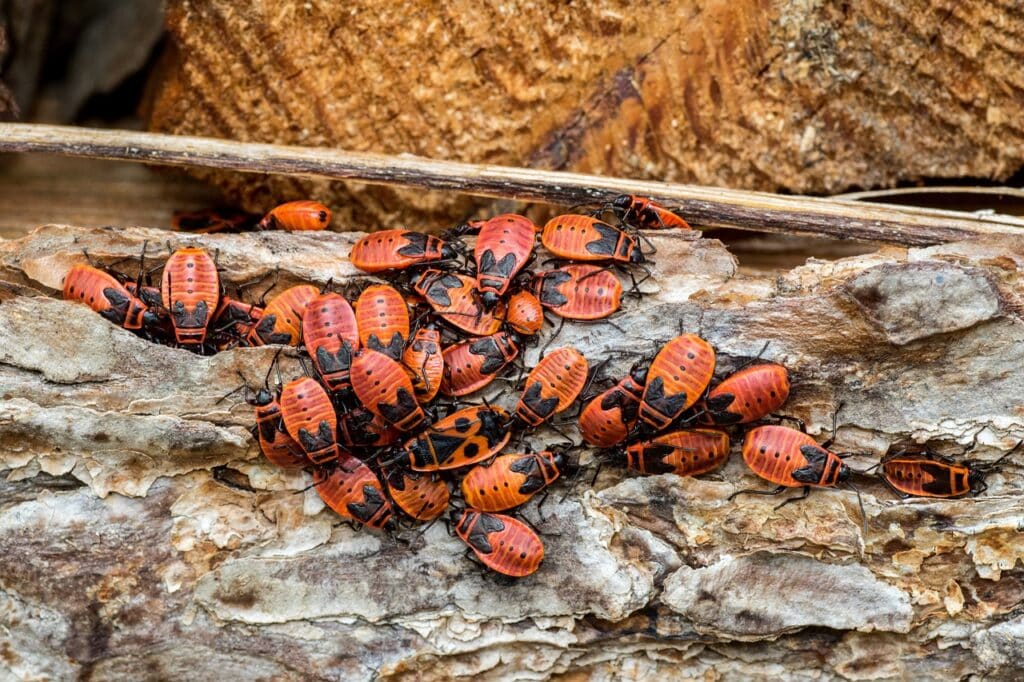 A cluster of firebugs on rotting wood