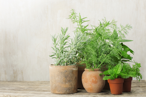 Herbs in pots in a cluster